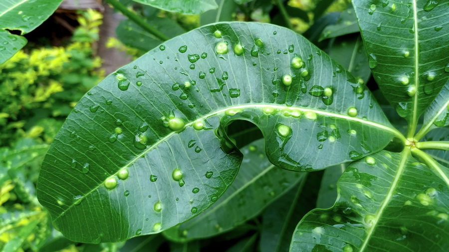 Green leaves are infected by insects.