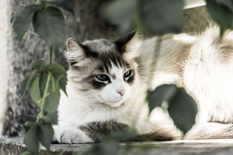 Portrait of cat with kitten
