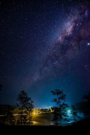 Low angle view of trees against sky at night
