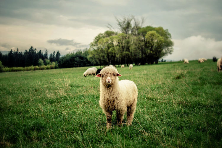 Lamb on grassy field