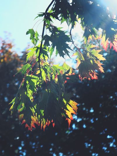 Close-up of leaves on tree against sky