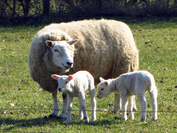 Sheep with lambs on grassy field