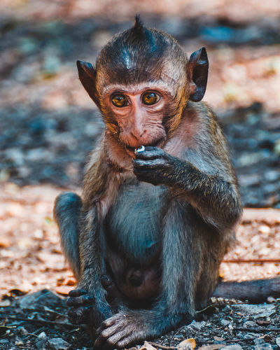 Young monkey looking away while sitting on land