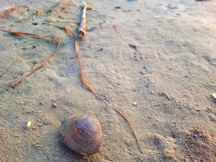 Close-up of snail on sand