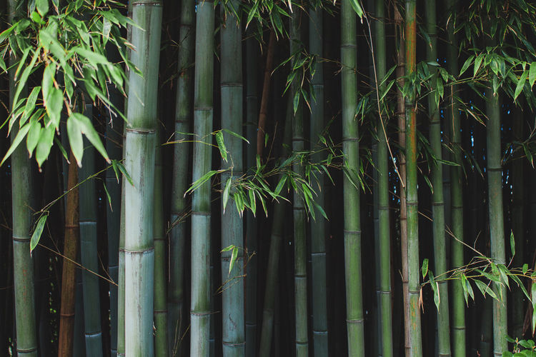 Bamboo trees in park