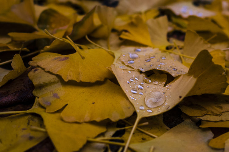 Close-up of wet maple leaves during rainy season