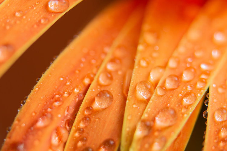 Close-up of wet orange flower petals
