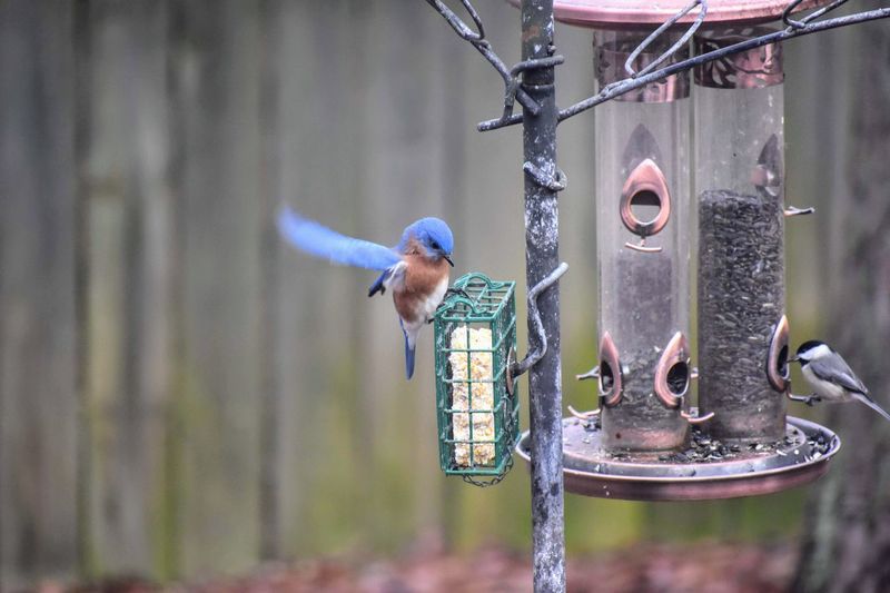 Beautiful blue bird landing on bird feeder.