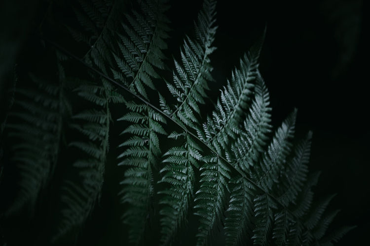 Close-up of fern leaves against black background