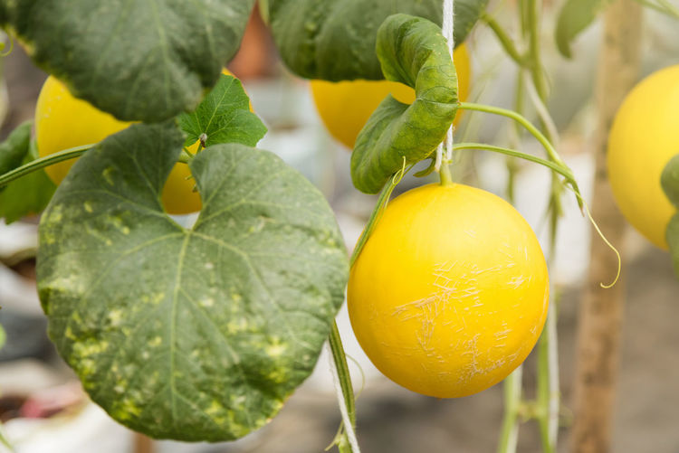 Close-up of golden honeydew melons hanging on plant