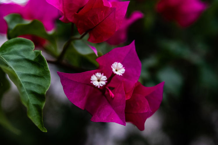 Close-up of pink bougainvillea plant