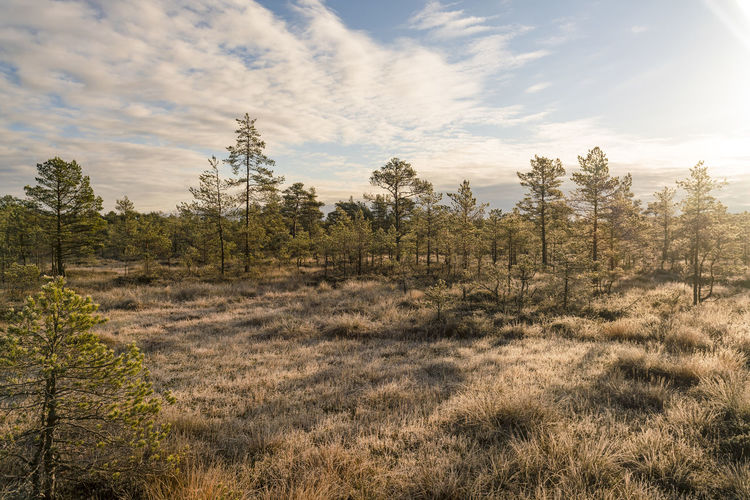 Viru raba or bog swamp at lahemaa national park in autumn