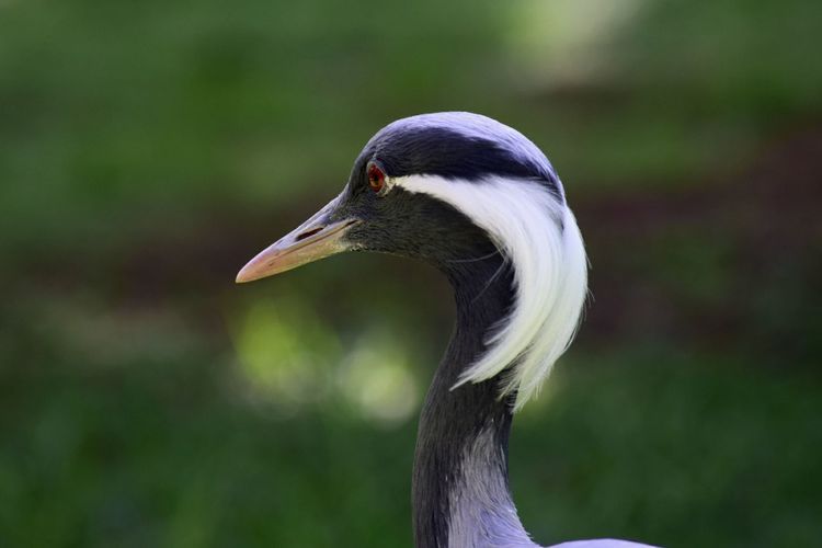 Close-up of demoiselle crane against field