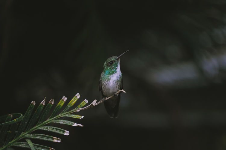 Versicolored emerald hummingbird