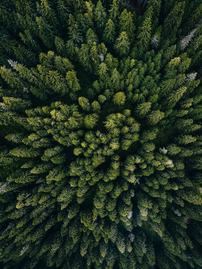 Full frame shot of tree