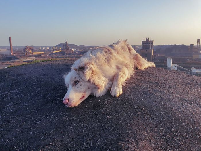 Dog relaxing in city against clear sky