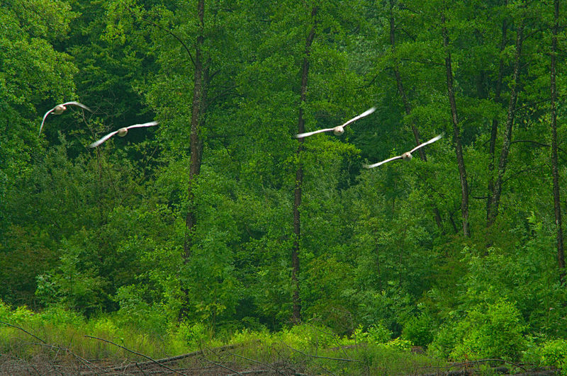 Bird flying over a forest