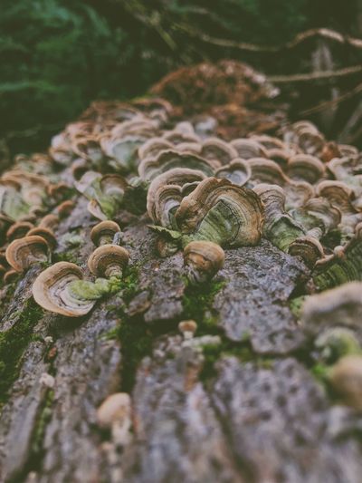 Close-up of mushrooms growing on rock