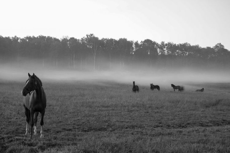Horses in a field