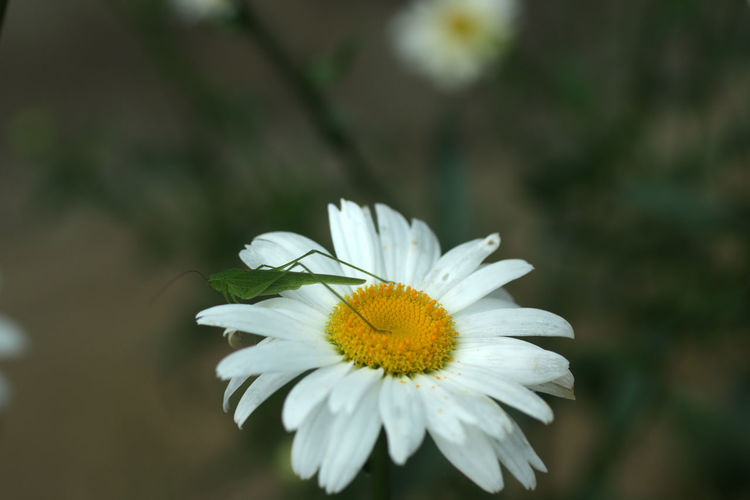 Close-up of white butterfly on daisy