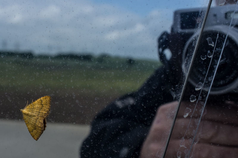 Close-up of butterfly on window