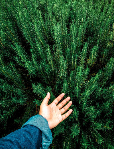Cropped hand of person gesturing against plants