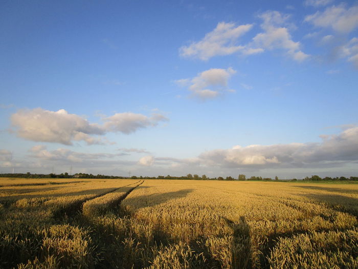 Scenic view of agricultural field against sky