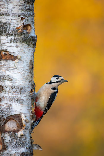 Bird perching on a tree - woodpecker golden autumn