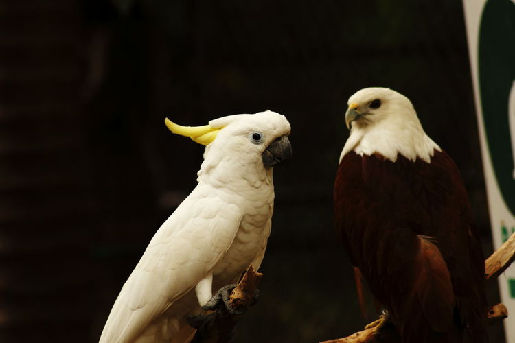 Eagle looking in envy to a cockatoo
