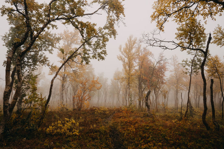 Trees in forest during foggy autumn