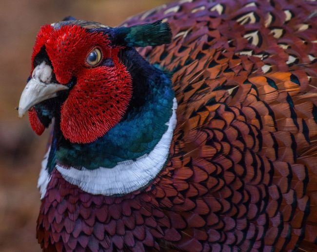Close-up of pheasant