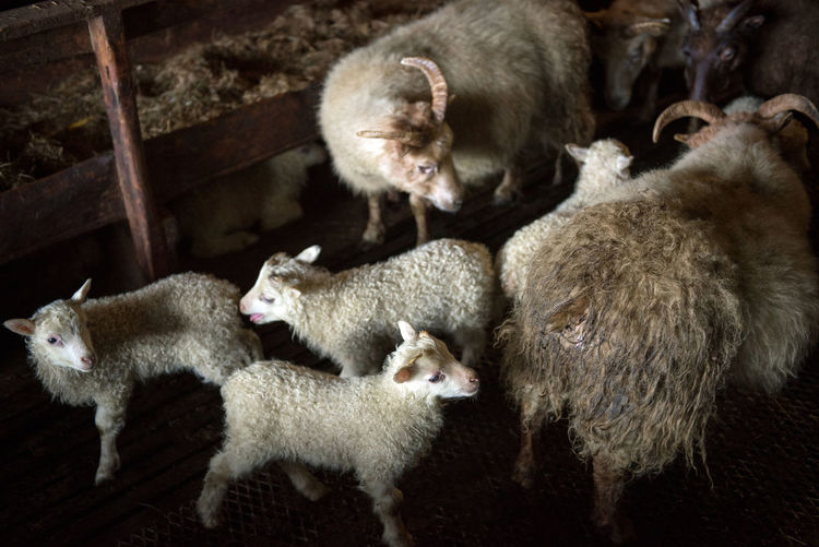 Icelandic sheep are used for meat, milk and also for wool production, in a ranch in iceland