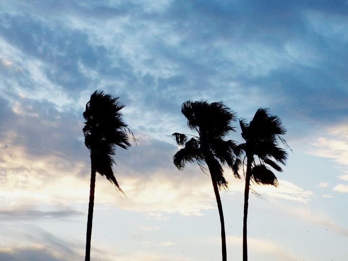 Low angle view of silhouette palm trees against cloudy sky at sunset