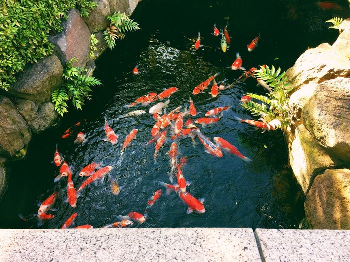 Close-up of koi carps swimming in water
