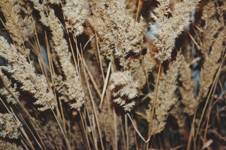 Close-up of dried plant on snow covered field
