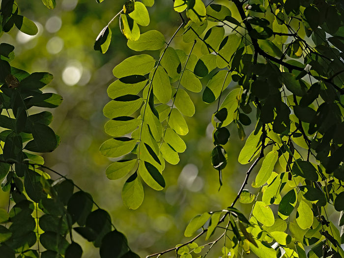 Low angle view of leaves on tree