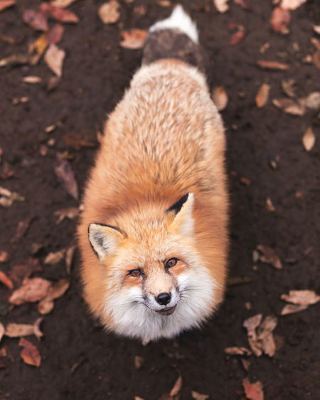 High angle portrait of fox standing on field