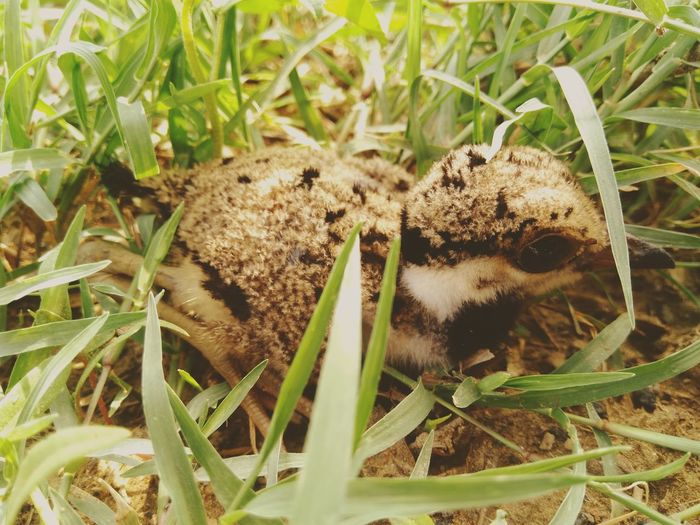 Close-up of a reptile in a field