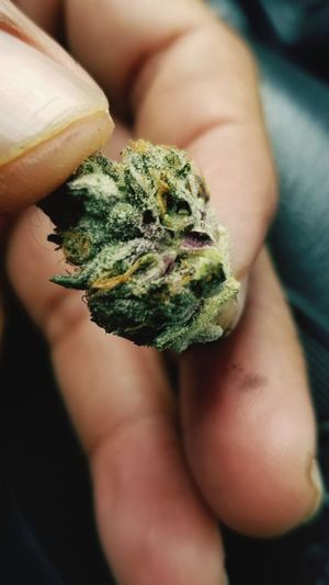 Cannabis beauty 