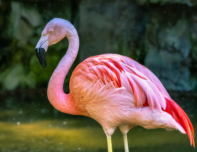Close-up of flamingo
