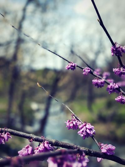 Close-up of cherry blossoms in spring