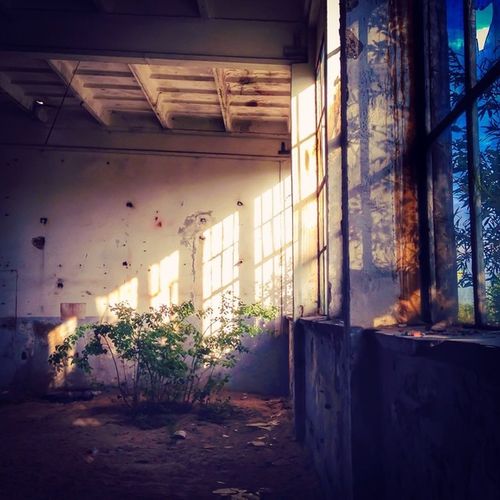 Plants against wall