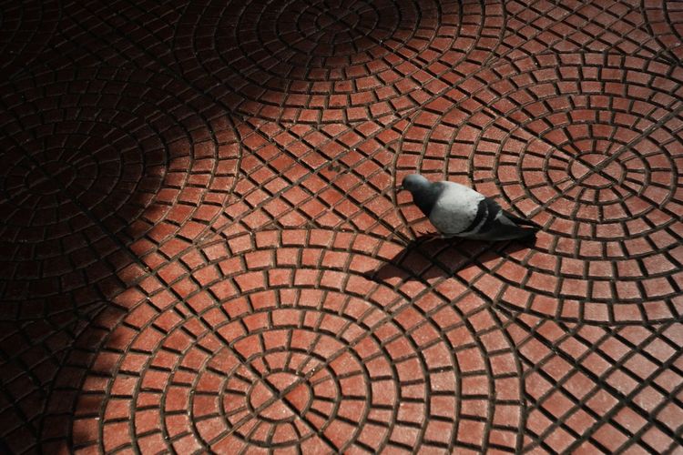 Pigeon walk