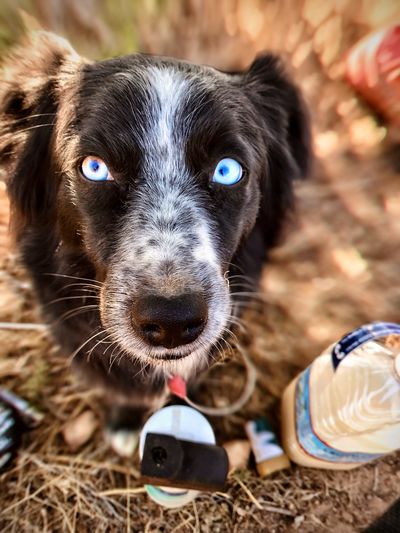 Close-up portrait of dog on field