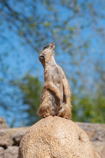 Close-up of meerkat on rock