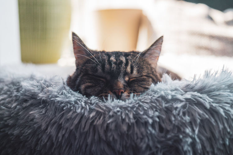 Sleeping cat