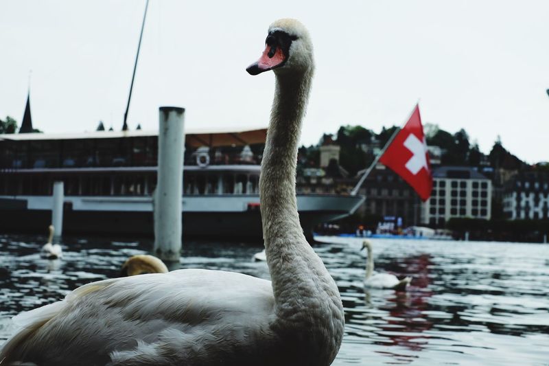 Close-up of swan in lake against sky