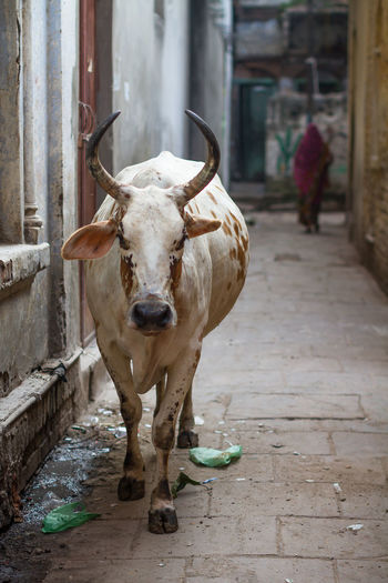 Close-up of goat