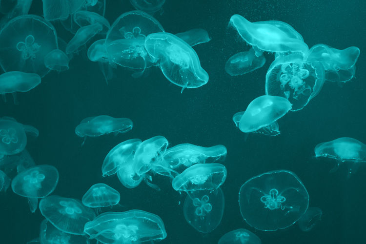 Many transparent jellyfish swim in blue-green water in a ray of light