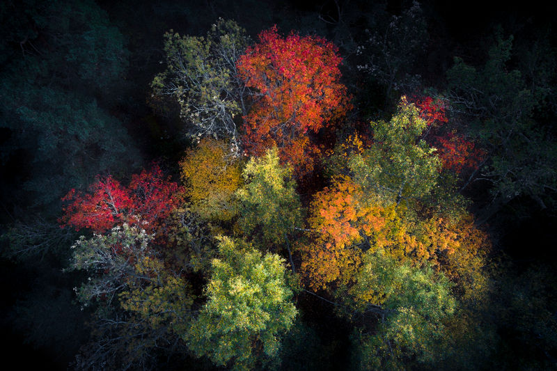 Aerial view of trees in forest